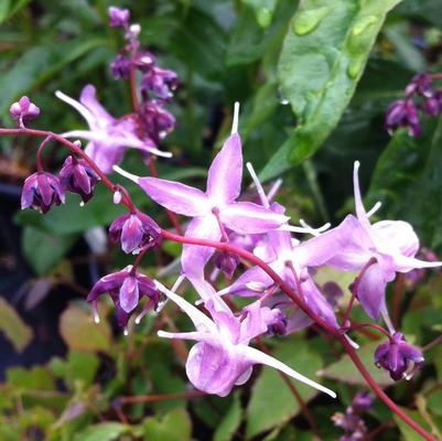 Epimedium grandiflorum Lilafee