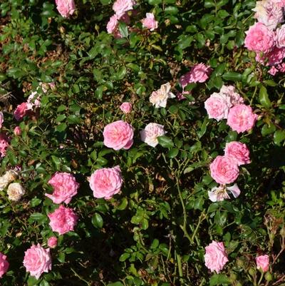 Rosa Drift® Sweet