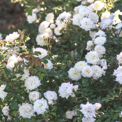 Rosa Drift® White