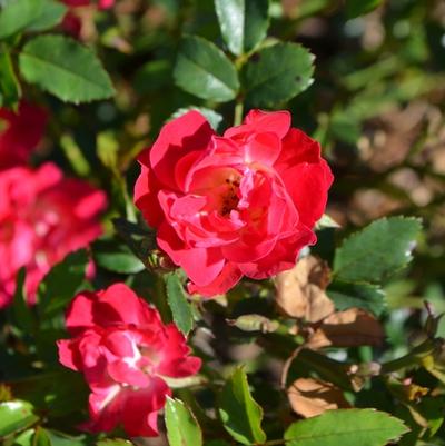 Rosa Drift® Red