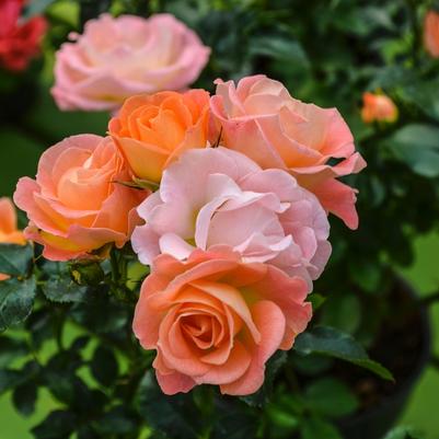 Rosa Drift® Peach