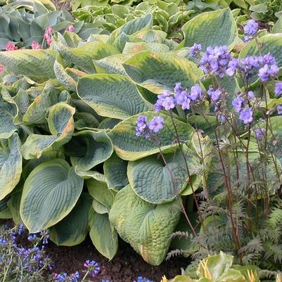 Hosta Frances Williams