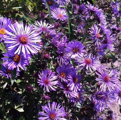 Aster novae-angliae 