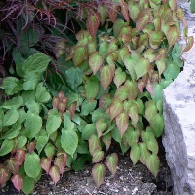 Epimedium x rubrum 