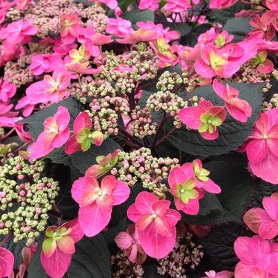 Hydrangea serrata Tuff Stuff™ Red