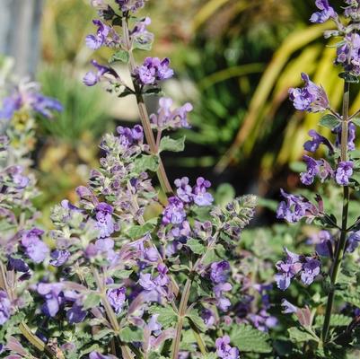 Nepeta racemosa Walker's Low