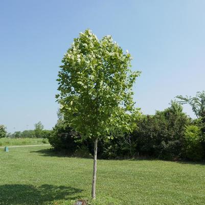 Platanus x acerifolia Exclamation!™ Morton Circle