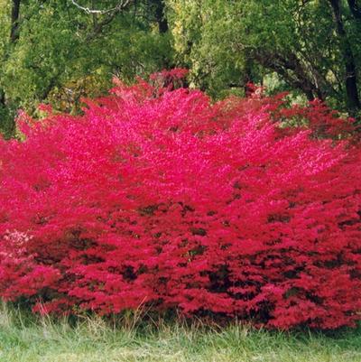 Euonymus alatus Compactus