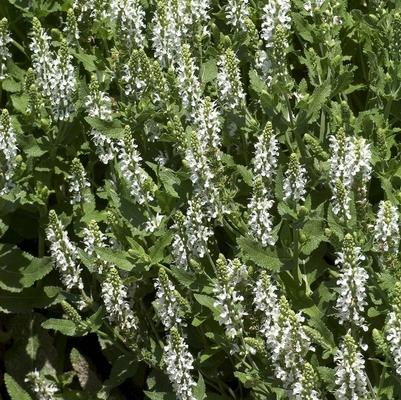 Salvia x sylvestris Snow Hill (Schneehugel)