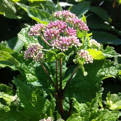 Eupatorium dubium Little Joe