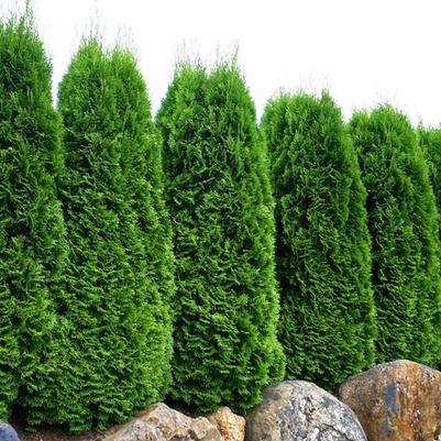 Thuja occidentalis Emerald ('Smaragd')