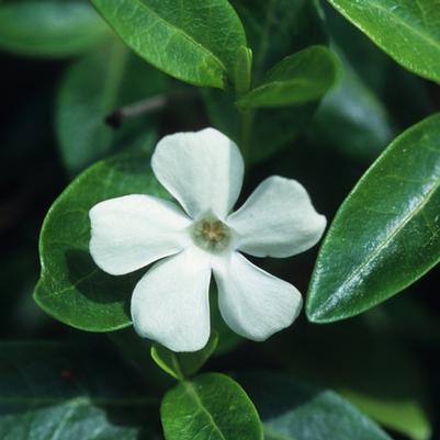 Vinca minor Alba