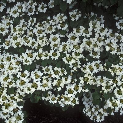 Viburnum plicatum f. tomentosum 