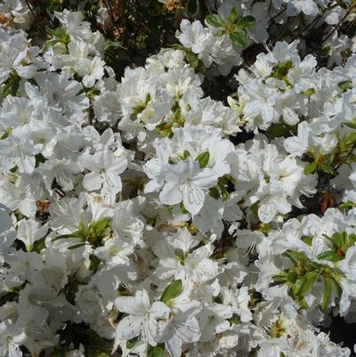 Azalea Glenn Dale hybrid Delaware Valley White