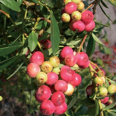 Vaccinium Pink Lemonade