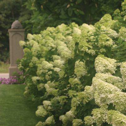 Hydrangea paniculata Limelight