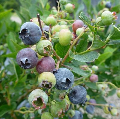 Vaccinium corymbosum 