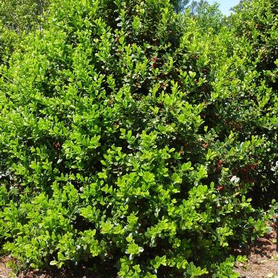 Ilex cornuta Burfordii Nana