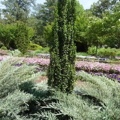 Ilex crenata Sky Pencil