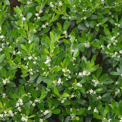 Ilex glabra Compacta