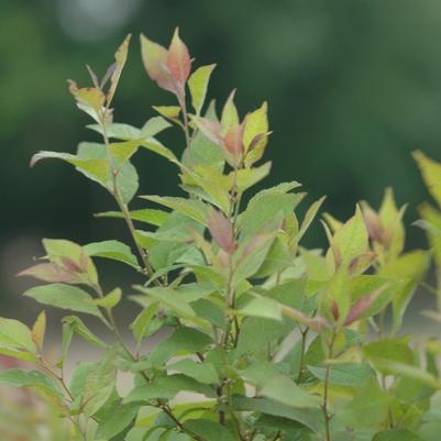 Ilex verticillata Sparkleberry