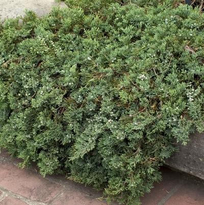 Juniperus horizontalis Wiltonii