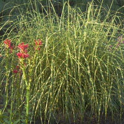 Miscanthus sinensis Little Zebra