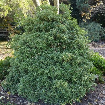 Osmanthus heterophyllus Goshiki