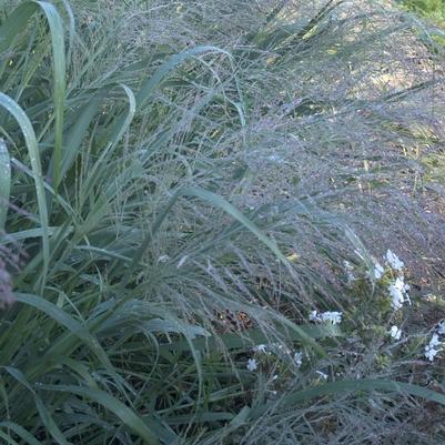 Panicum virgatum Dallas Blues