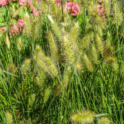 Pennisetum alopecuroides Hameln