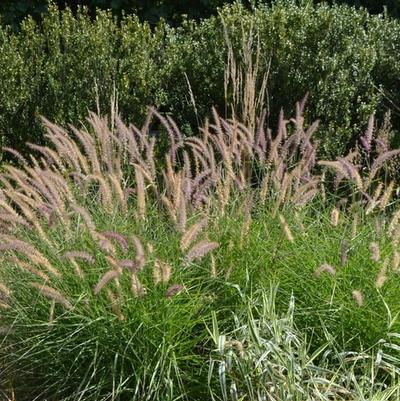 Pennisetum orientale Karley Rose