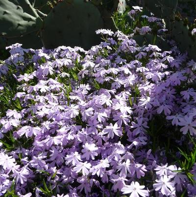 Phlox subulata Emerald Blue