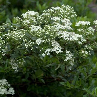 Pyracantha x Mohave