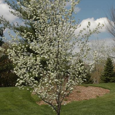 Pyrus calleryana Redspire