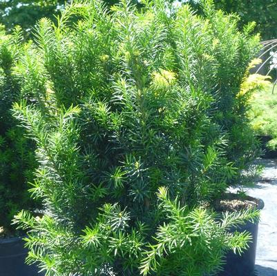 Taxus x media Hicksii