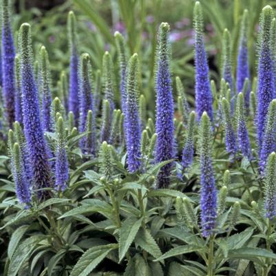 Veronica spicata Royal Candles