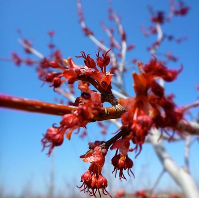 Acer rubrum Red Sunset®