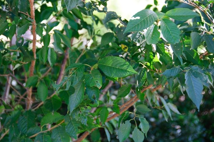 Prunus x subhirtella Autumnalis Rosea