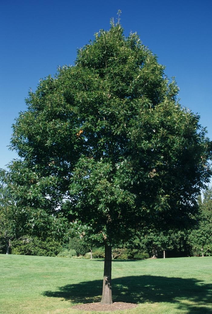 Quercus rubra 