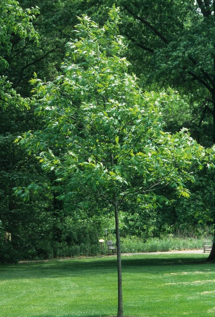 Quercus rubra 