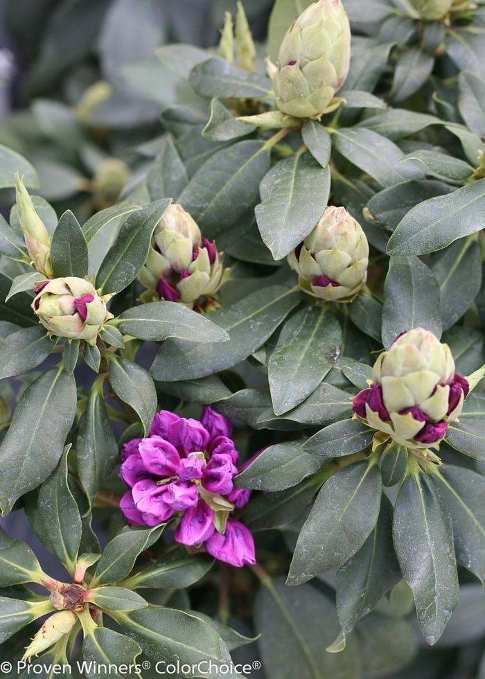 Rhododendron Dandy Man® Purple